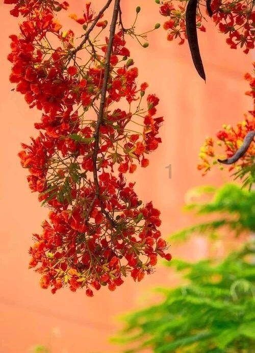 龙魂时刻